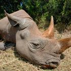 Nashorn in Kenya