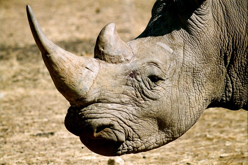 Nashorn in Namibia