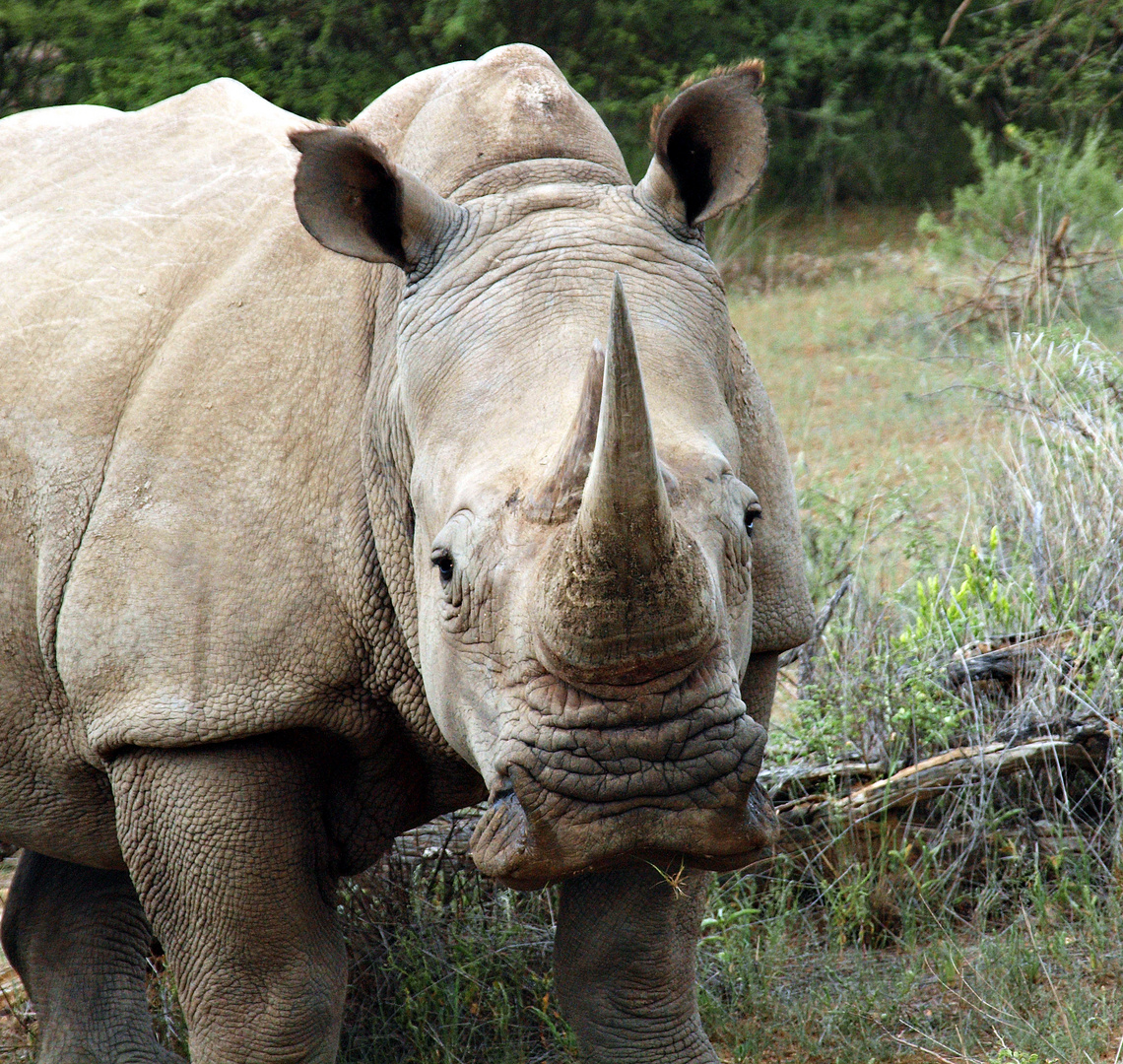 Nashorn in Omoruru