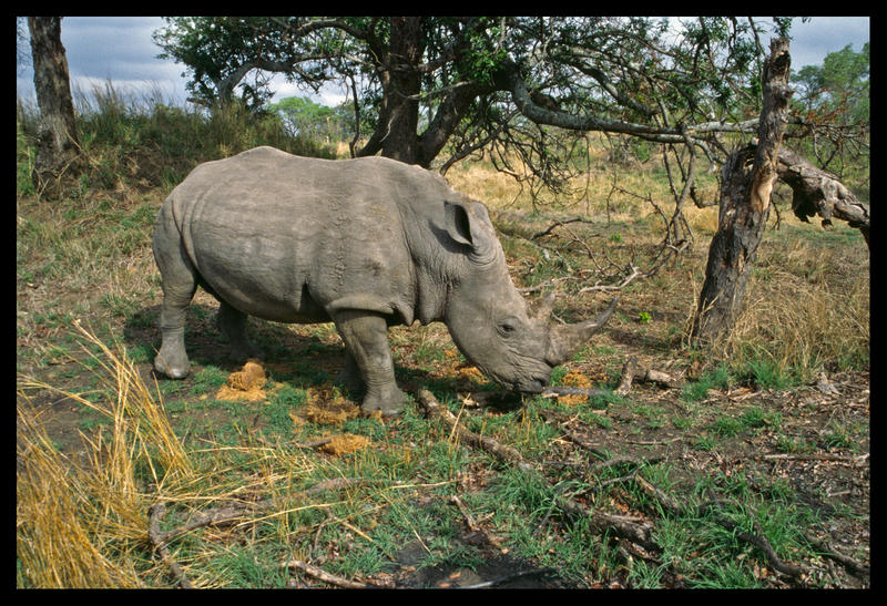 Nashorn in Südafrika