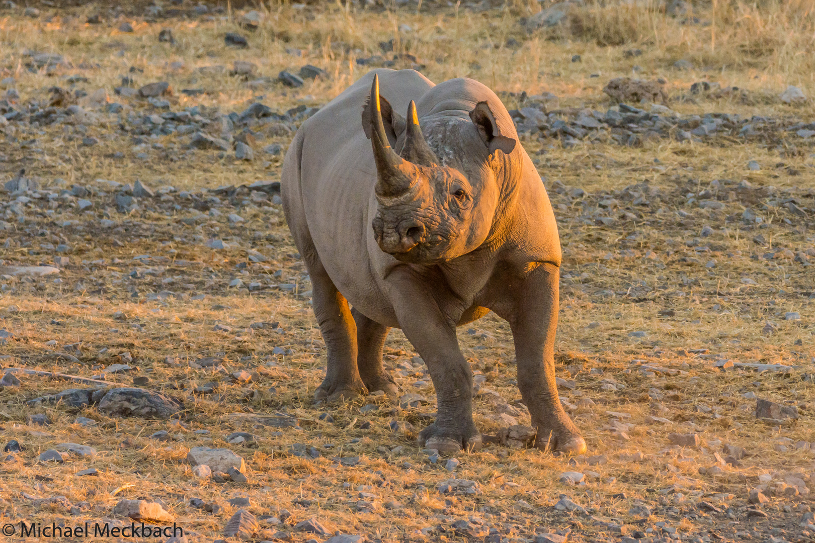 Nashorn - ist da noch jemand?