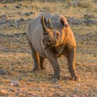 Nashorn - ist da noch jemand?