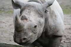 Nashorn Junges