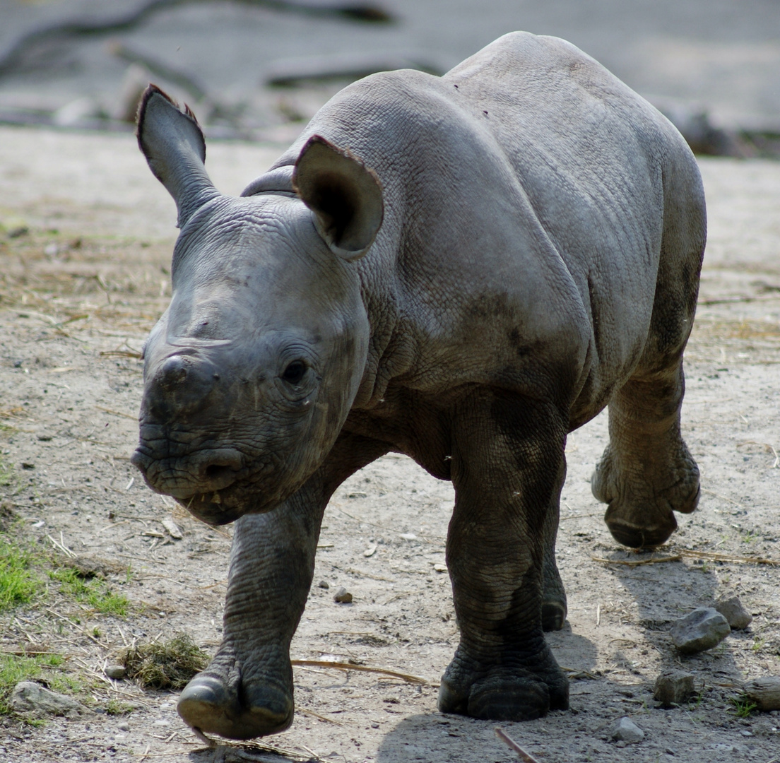 Nashorn Jungtier Krefeld 1