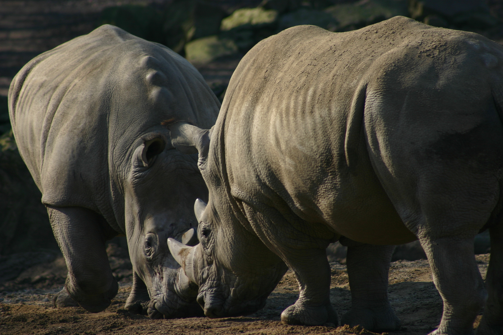 Nashorn-Kampf