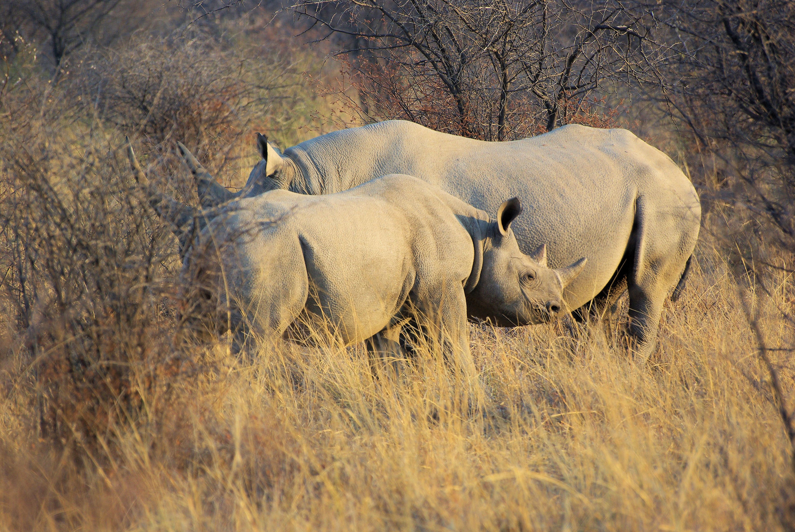 Nashorn Kind mit Mutter