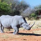 Nashorn kreuzt unseren Weg