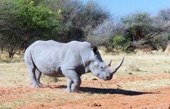 Nashorn kreuzt unseren Weg