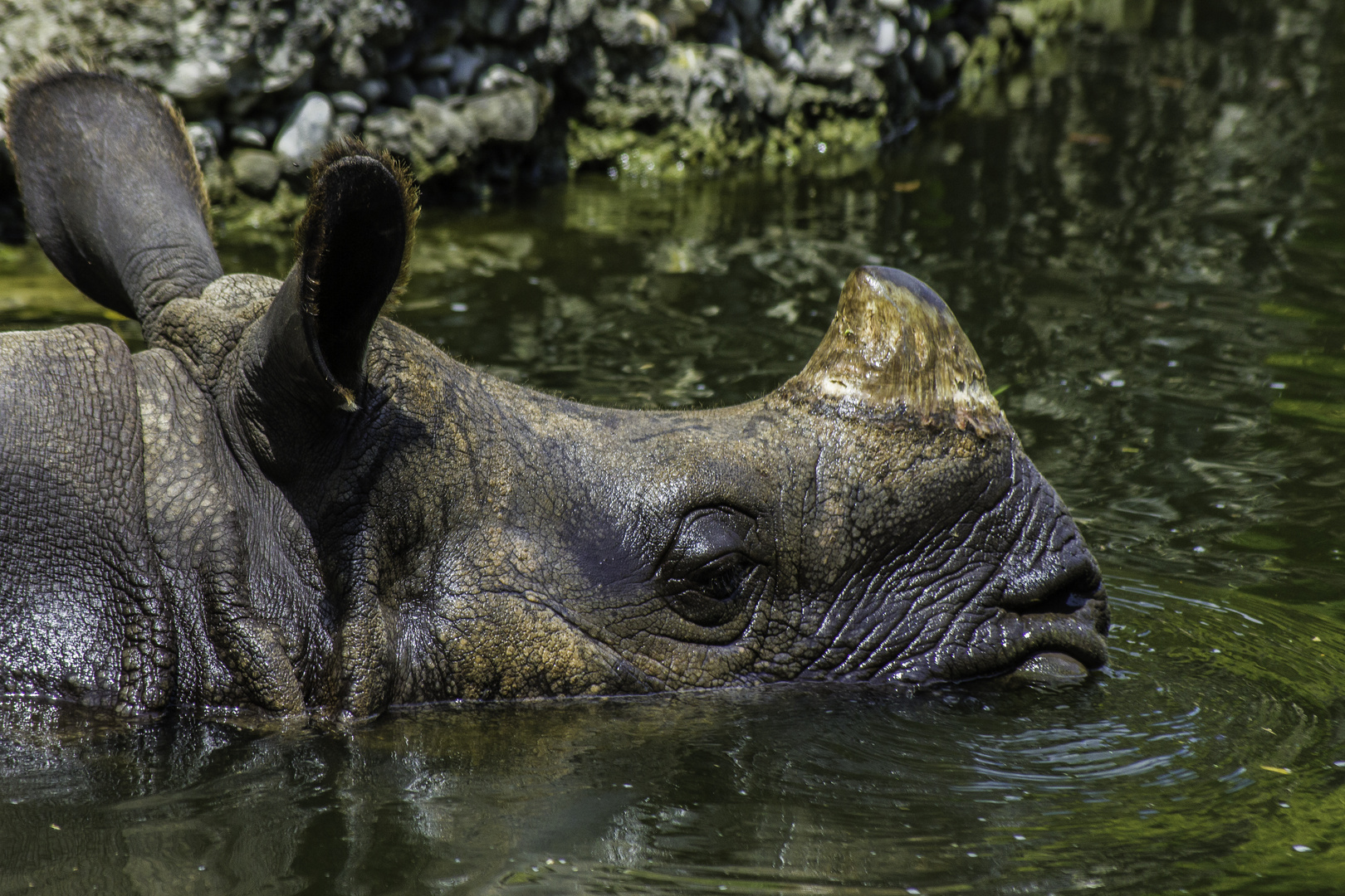 Nashorn kühlt sich ab