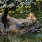 Nashorn kühlt sich ab