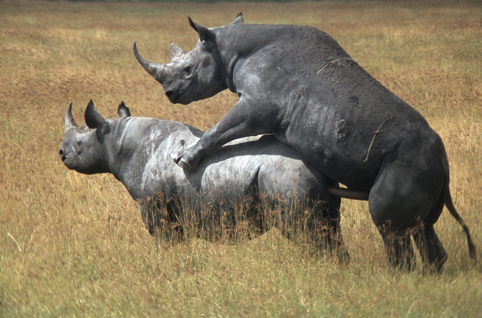 Nashorn Liebe