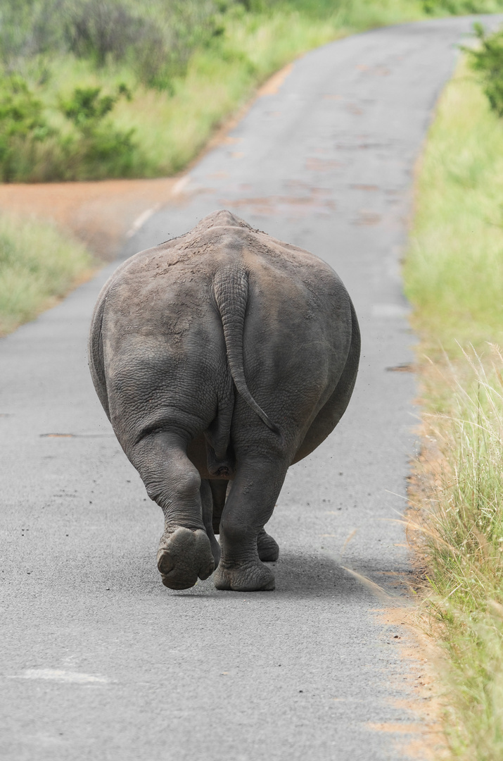 Nashorn-Ma auf ihrem Weg...