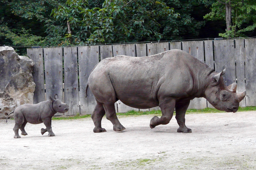 Nashorn-Mama mit Nachwuchs Kibibi