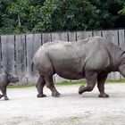 Nashorn-Mama mit Nachwuchs Kibibi