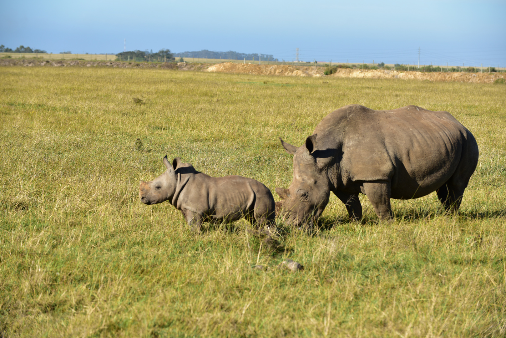 Nashorn-Mama und Nashorn-Kind   DSC_4019