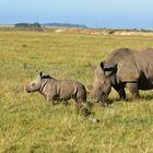 Nashorn-Mama und Nashorn-Kind   DSC_4019