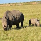 Nashorn-Mama und Nashorn-Spatz          .....DSC_4011