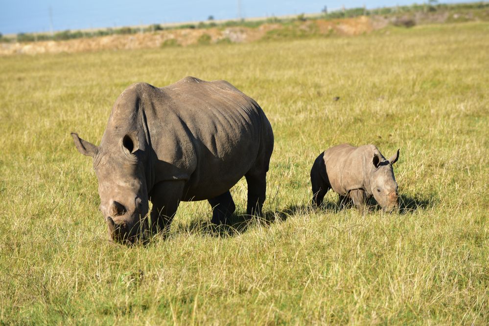 Nashorn-Mama und Nashorn-Spatz          .....DSC_4011