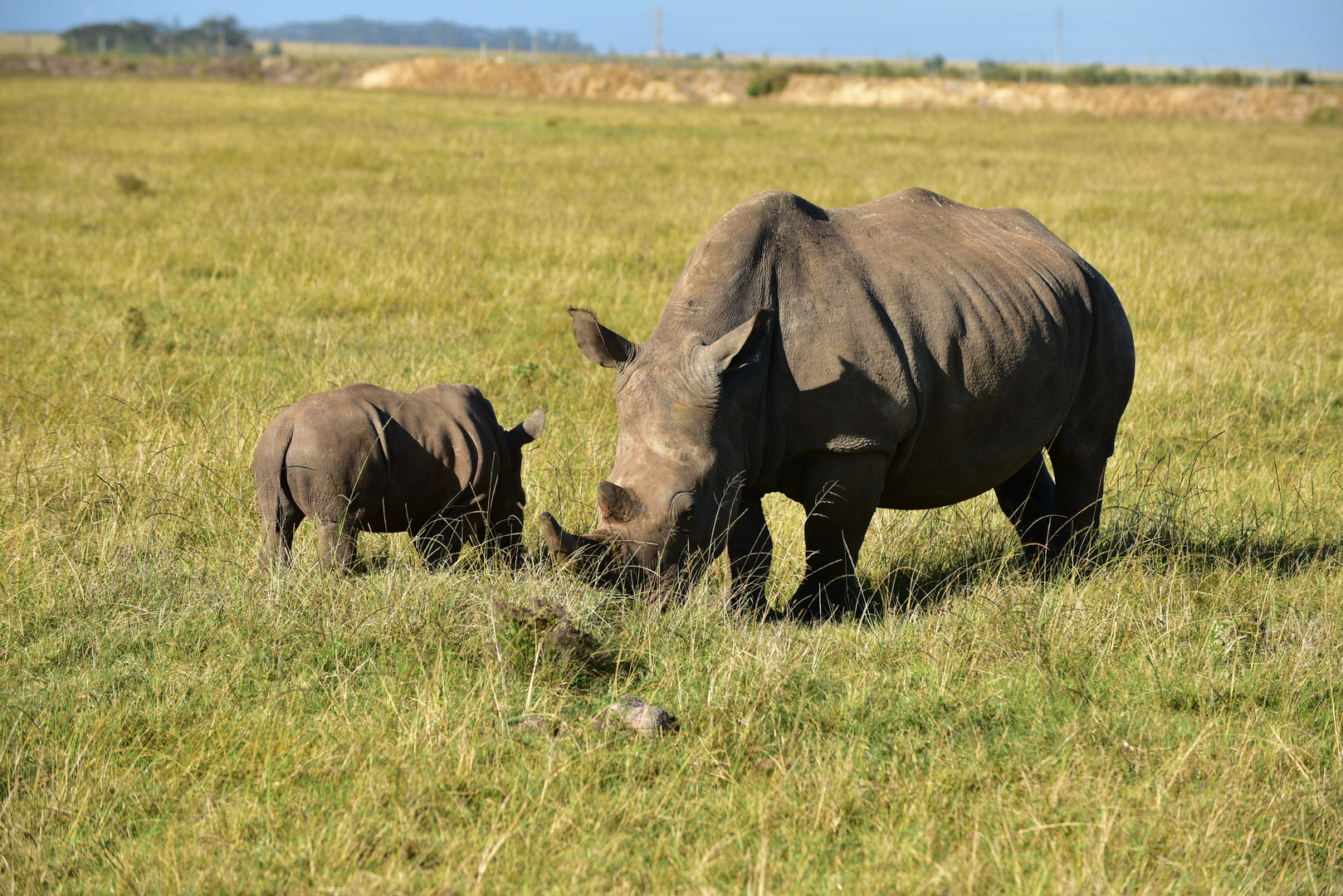 Nashorn-Mama und Nashorn-Spatz    DSC_4021