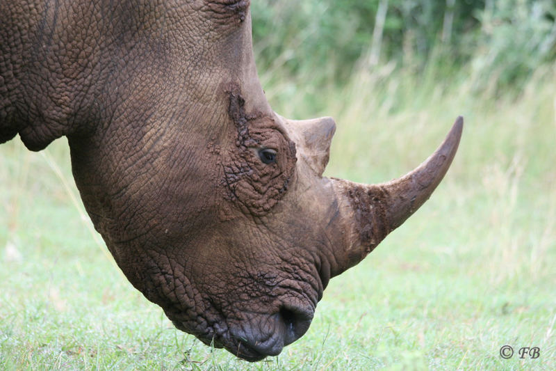 Nashorn Massai Mara Gebiet Kenya