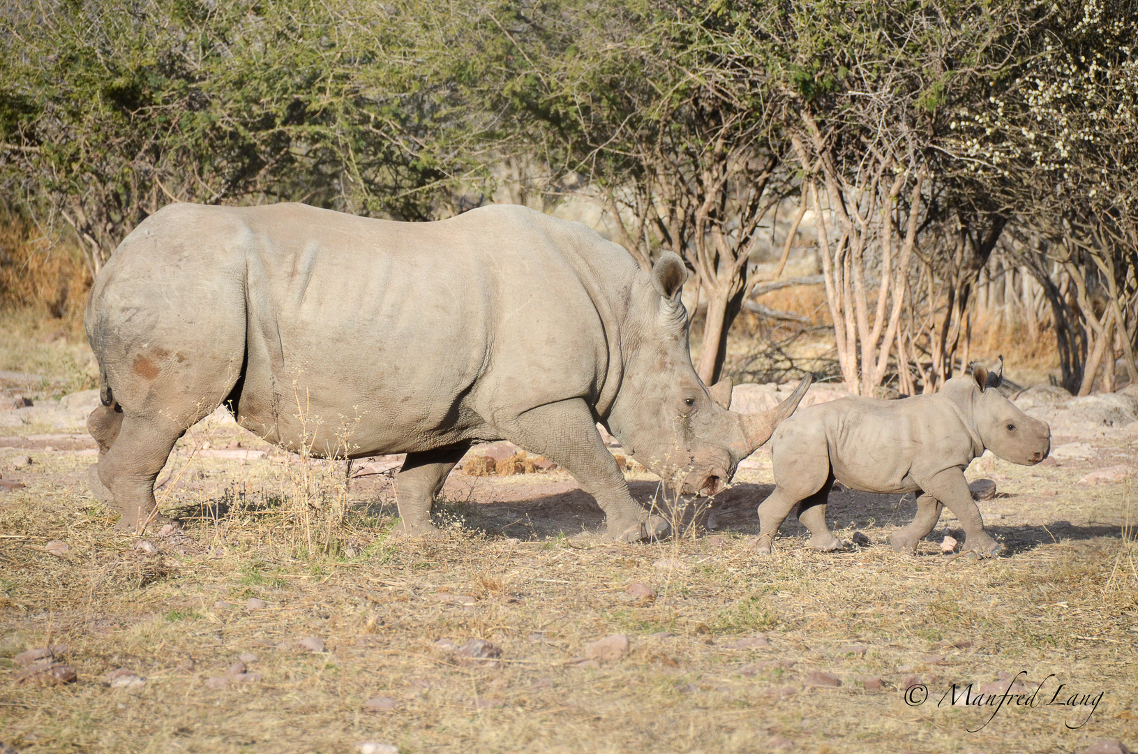 Nashorn mit Baby Foto & Bild | tiere, natur-panorama, natur-kreativ