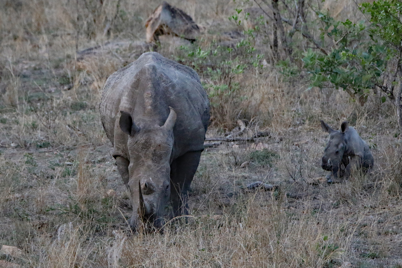 Nashorn mit Baby