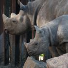 Nashorn mit Baby