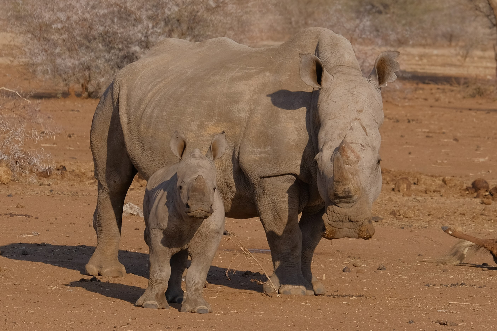 Nashorn mit ca. 3 Monate altem Kind