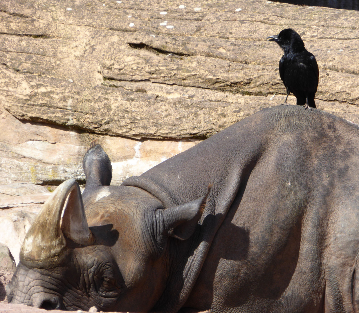 Nashorn mit "europäischem Madenhacker"