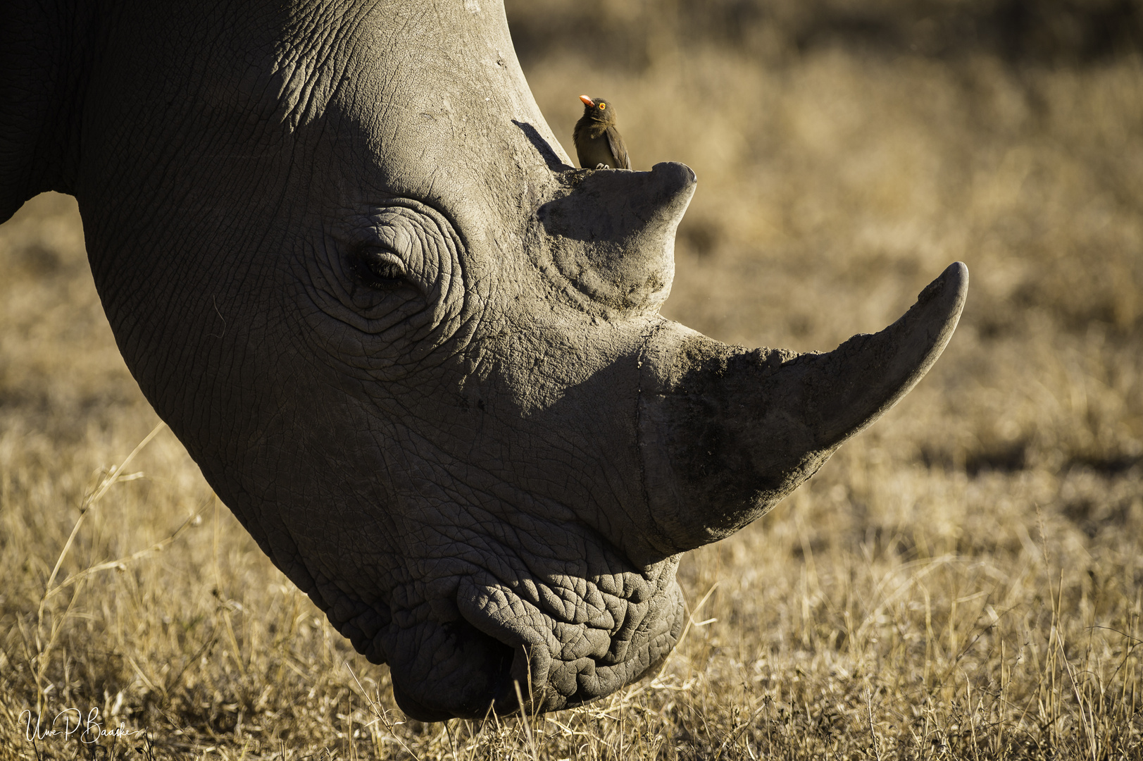 Nashorn mit Gast / Rhino with guest