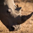 Nashorn mit Gast / Rhino with guest