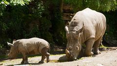 Nashorn mit Jungem