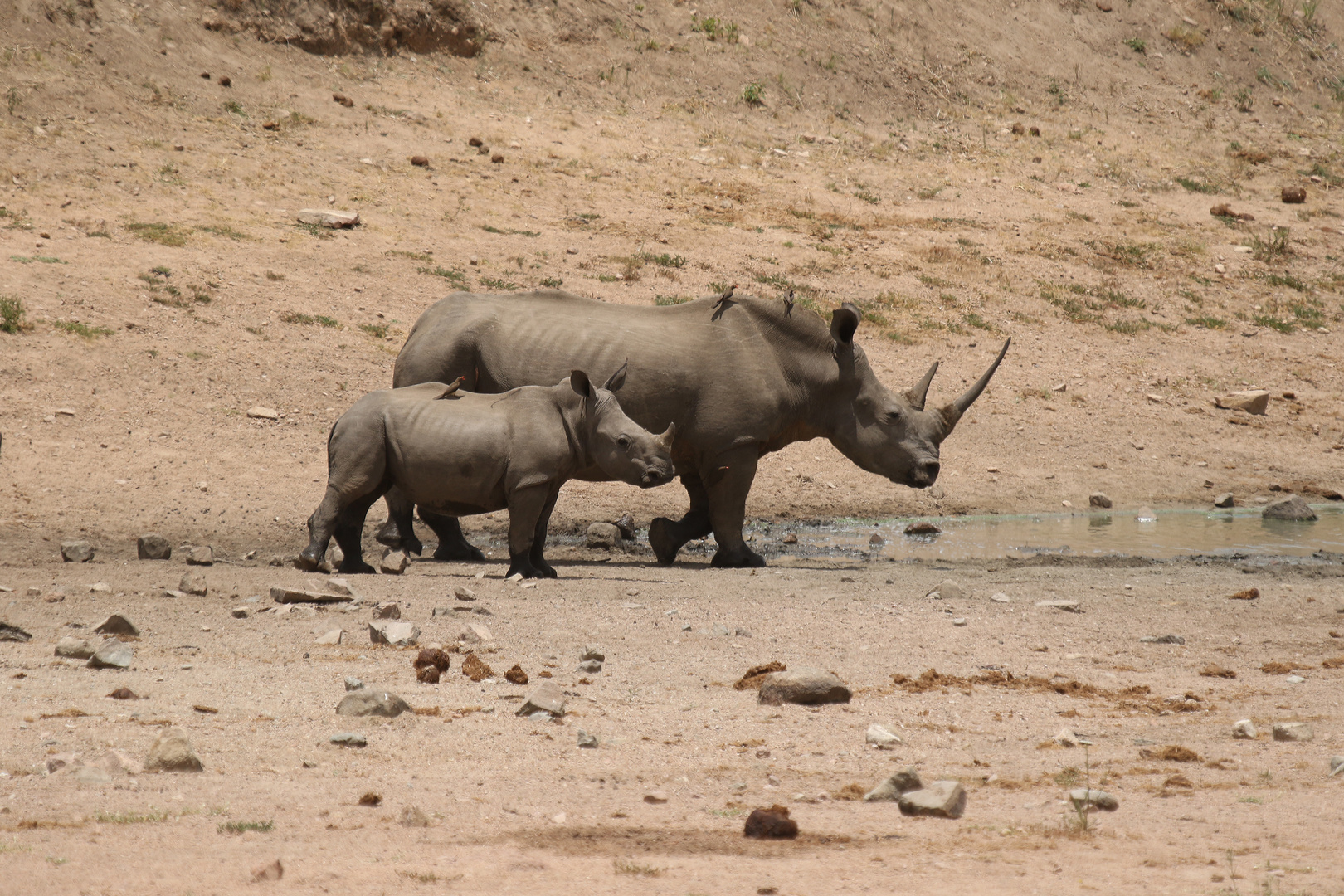 Nashorn mit Jungem