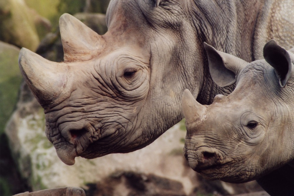 Nashorn mit Jungtier