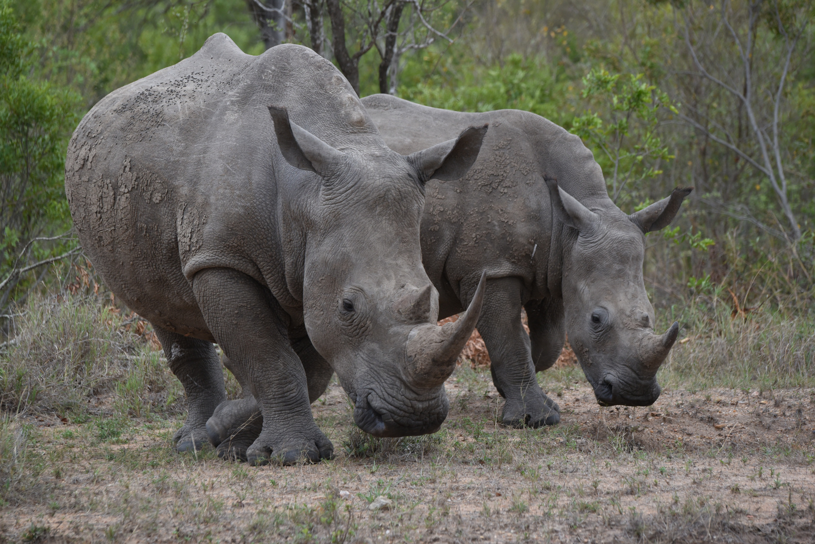 Nashorn mit Jungtier