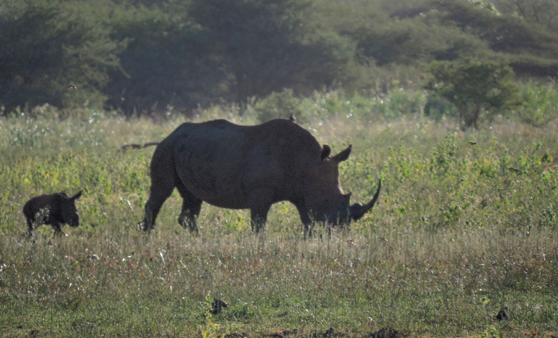 Nashorn mit Kalb