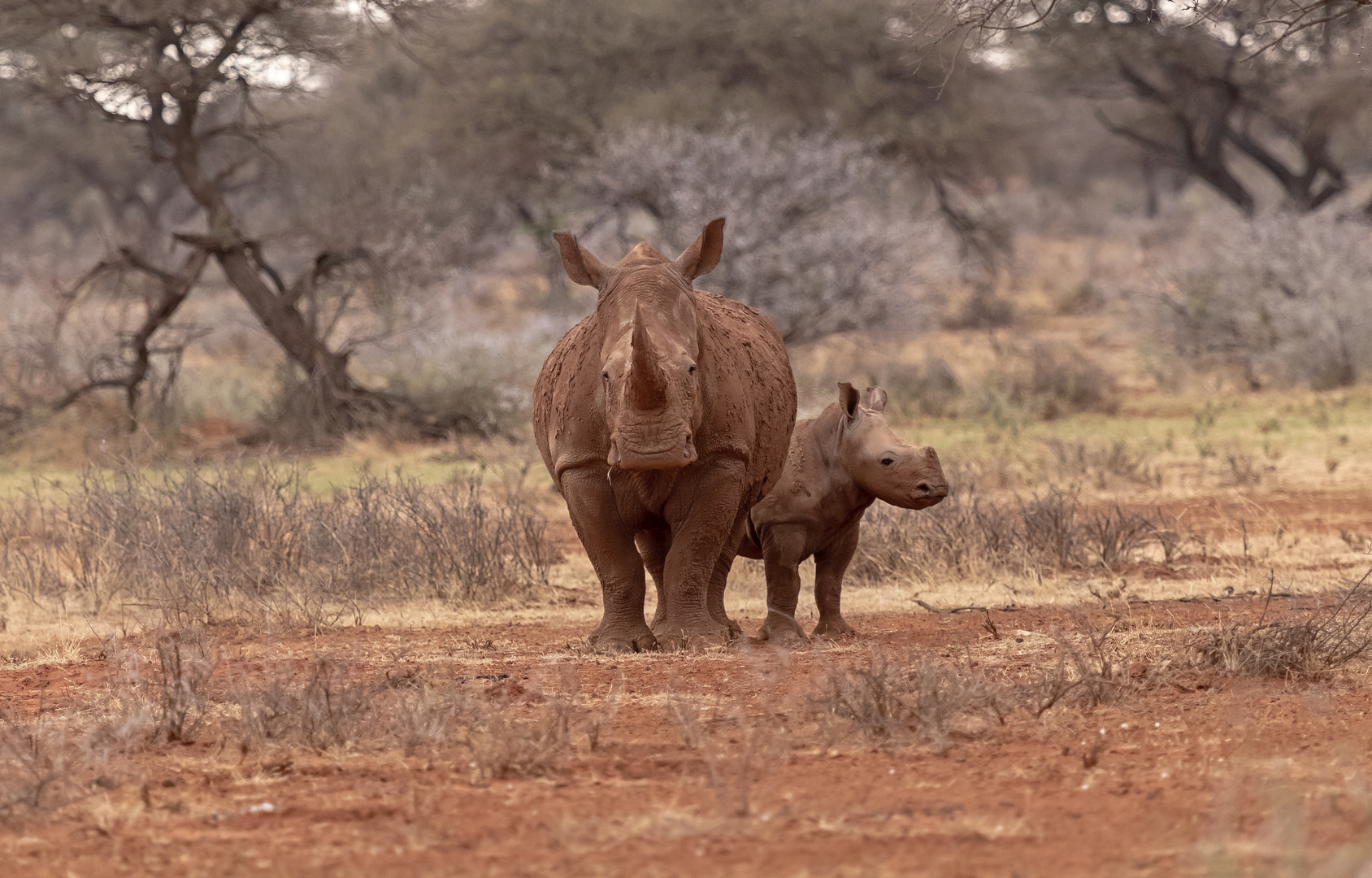 Nashorn mit Kind