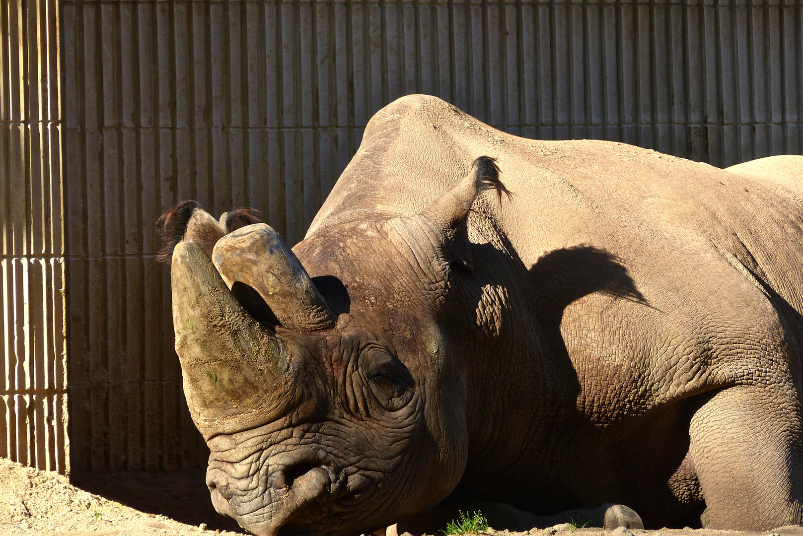 Nashorn mit Pinselohr