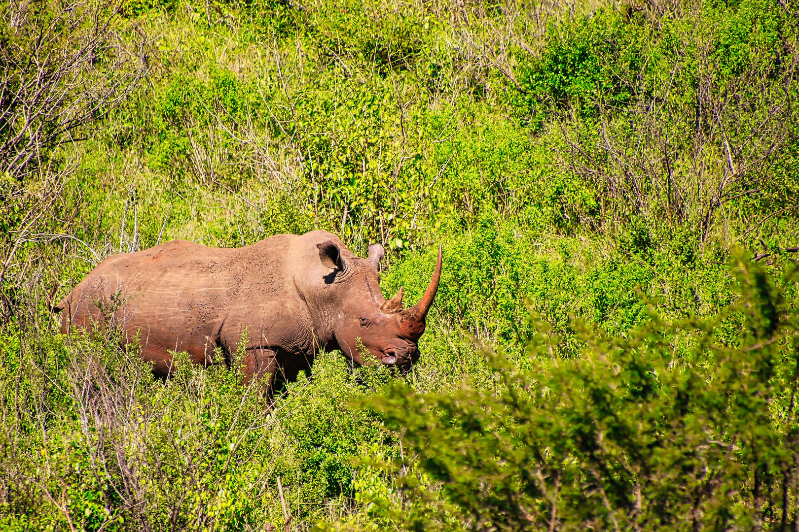 Nashorn mit sehr langem Horn