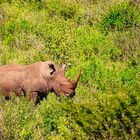 Nashorn mit sehr langem Horn