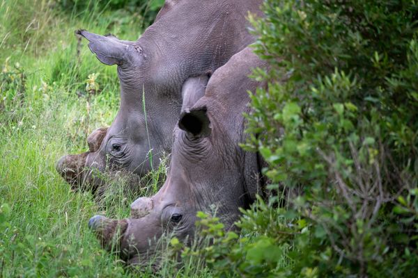 Nashorn-Mutter und Nashorn-Tochter