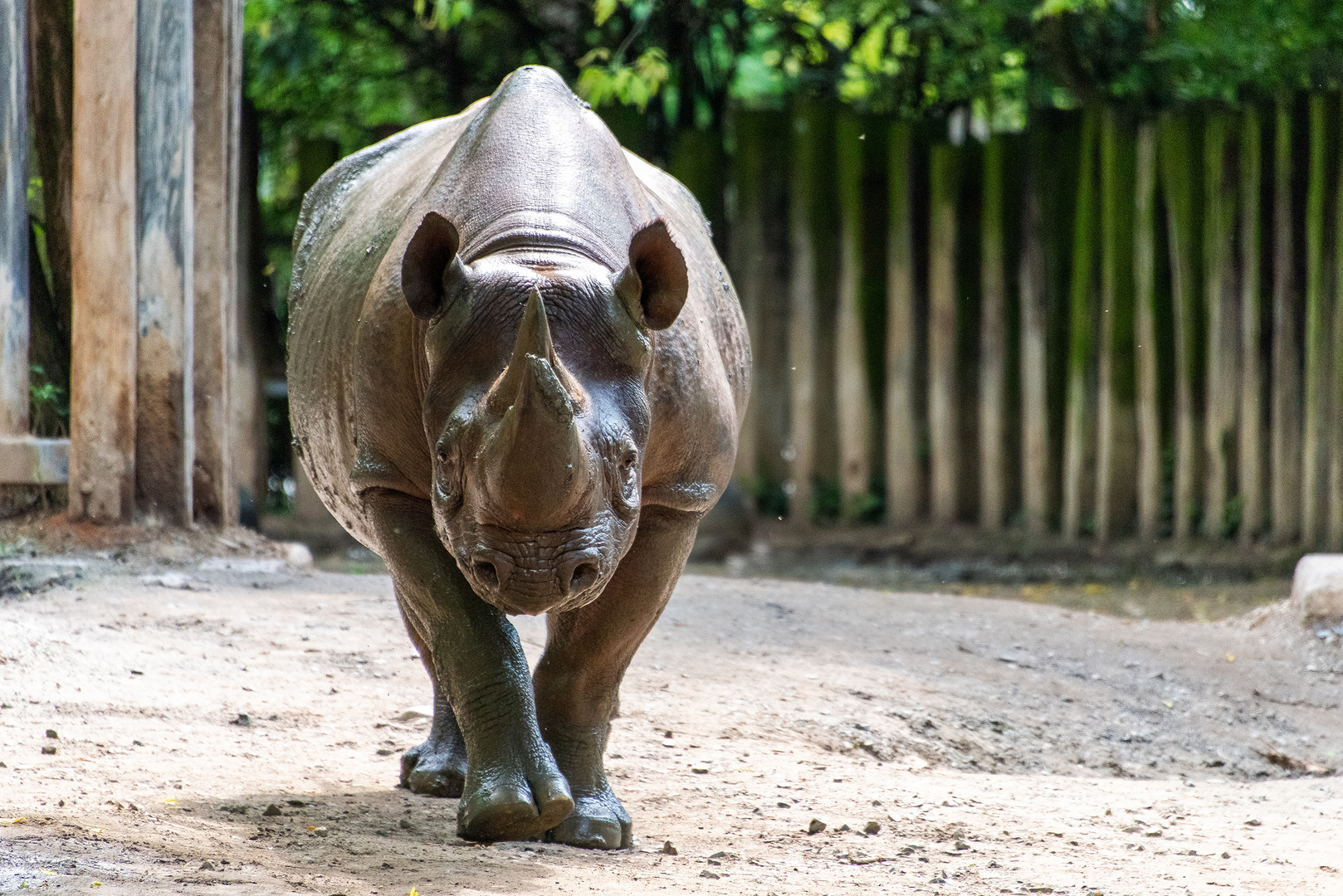 Nashorn nach Schlammdusche