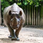 Nashorn nach Schlammdusche