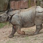 Nashorn Nachwuchs