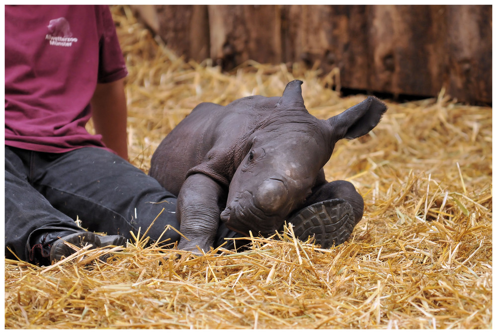 Nashorn-Nachwuchs im Allwetterzoo Münster