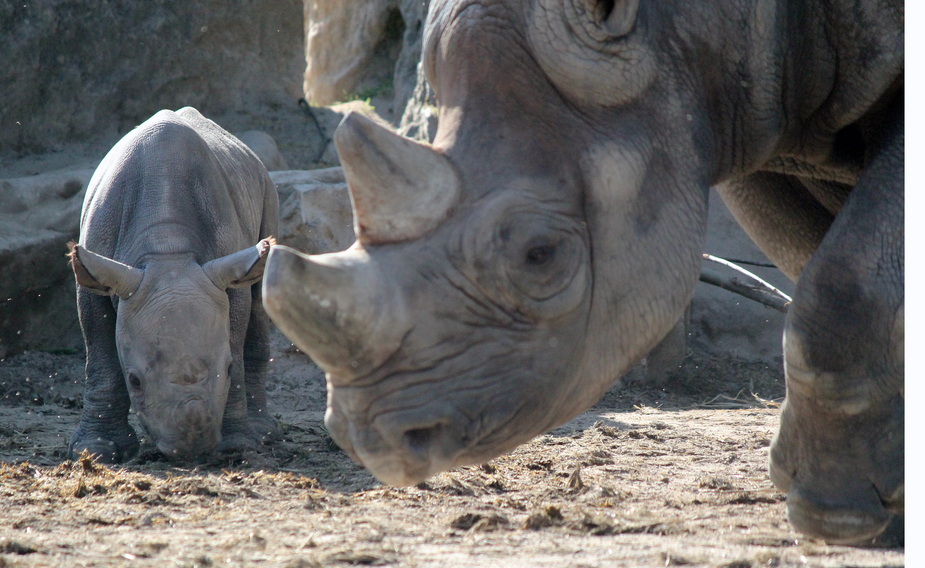 Nashorn-Nachwuchs im Krefelder Zoo -1-