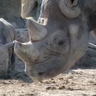 Nashorn-Nachwuchs im Krefelder Zoo -1-