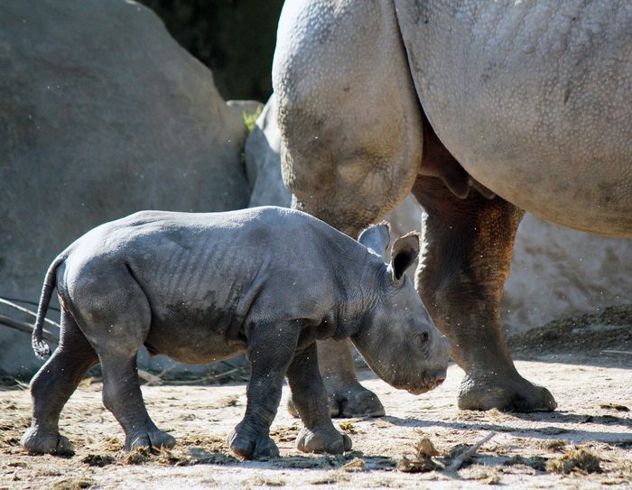 Nashorn-Nachwuchs im Krefelder Zoo -2-