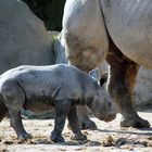 Nashorn-Nachwuchs im Krefelder Zoo -2-