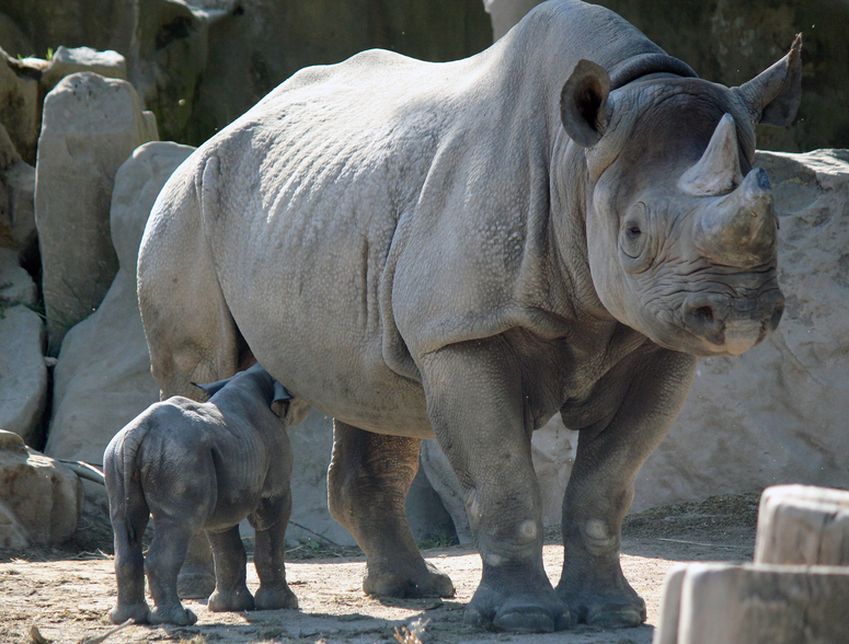 Nashorn-Nachwuchs im Krefelder Zoo -3-